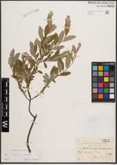 Foto von Salix cinerea L. x Salix repens L.
